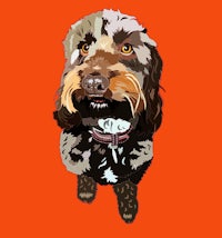 a black and brown dog on an orange background