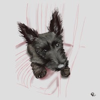 a drawing of a scottish terrier sitting on a chair