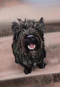 a black dog sitting on a table
