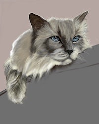 a cat with blue eyes