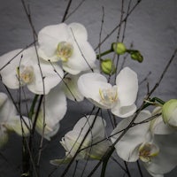 a bunch of white orchids in a vase against a gray wall