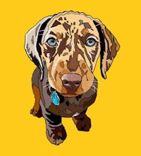 an illustration of a dachshund dog on a yellow background