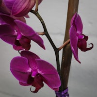 purple orchids in a vase with a purple ribbon