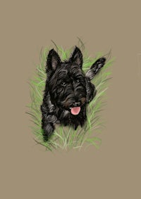 a drawing of a black scottish terrier laying in the grass