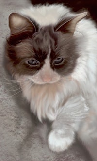 a cat laying on the ground