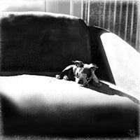 a black and white photo of a dog laying on a couch